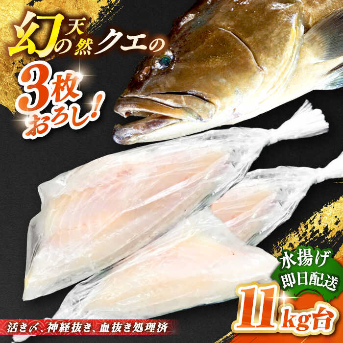 【ふるさと納税】天然クエ（11キロ台・3枚おろし） 《壱岐市》【壱岐島　玄海屋】[JBS064] クエ 魚 刺身 しゃぶしゃぶ 810000 810000円 81万円 のし プレゼント ギフト