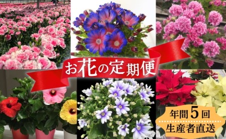 お花 モリヒロ園芸 鉢花 瀬戸内 お花【定期便 年5回】