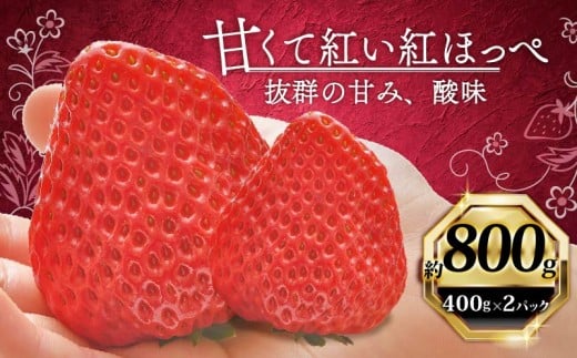 【1月から順次発送開始】 いちご 紅ほっぺ 計 800g 計 2 パック 高級 イチゴ 苺 セット べにほっぺ  2 パック 400g × 2 パック フルーツ 果物 ストロベリー 産地直送 国産 スイーツ デザート くだもの イチゴ 果物 贈答用 ギフト 畠農宝 静岡県 牧之原市