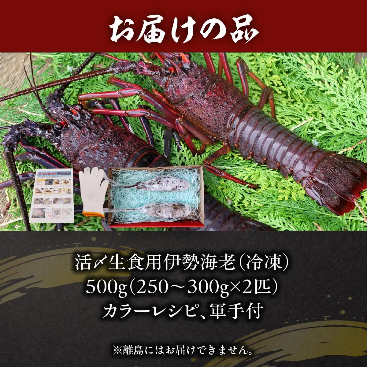 活〆生食用伊勢海老（冷凍）５００ｇ（２５０～３００ｇ）×２匹 /  ONJB015　伊勢海老　海老　イセエビ　生食用