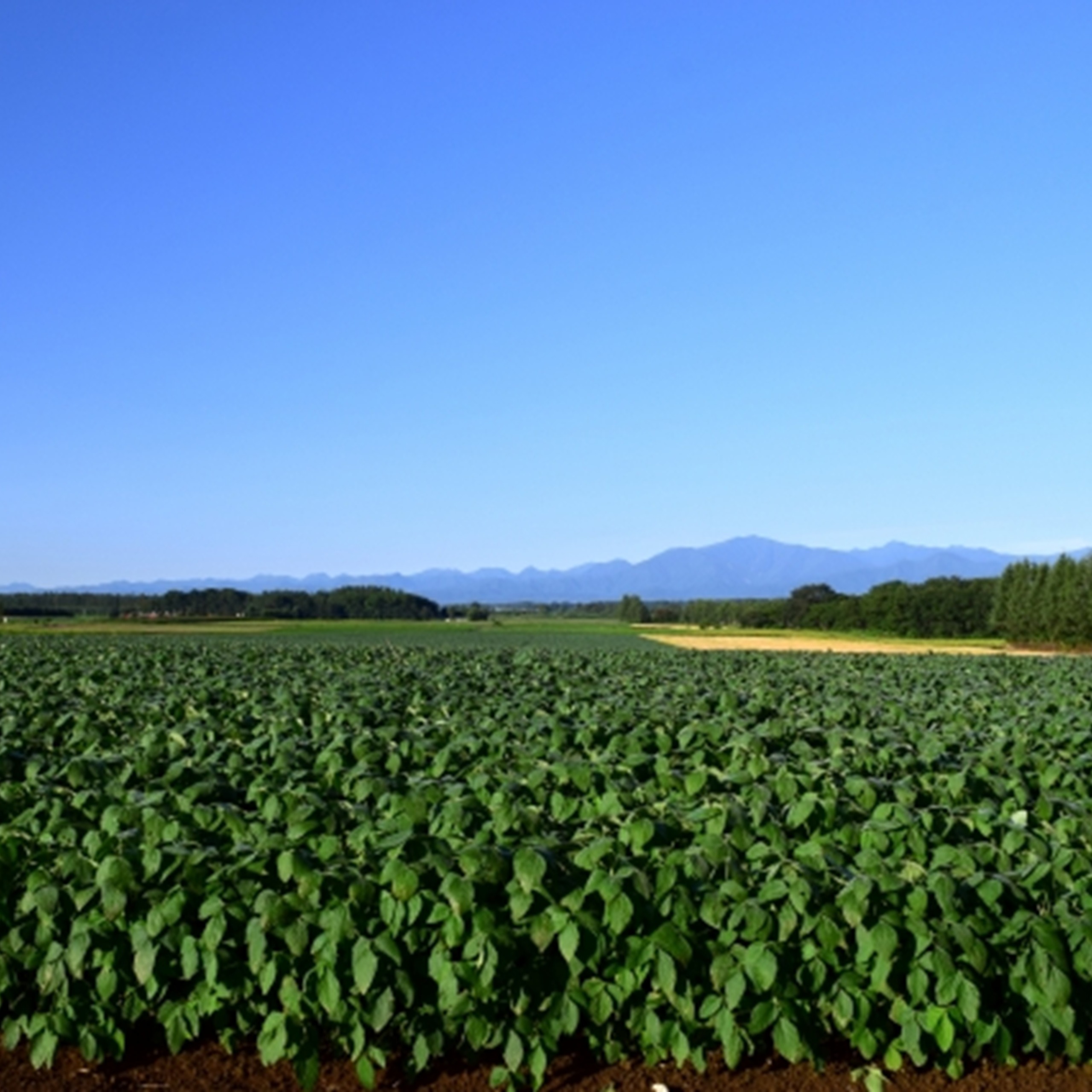 十勝豊頃産小豆3.2㎏（エリモショウズ）【2026年秋出荷】（先行受付）［松崎農場］