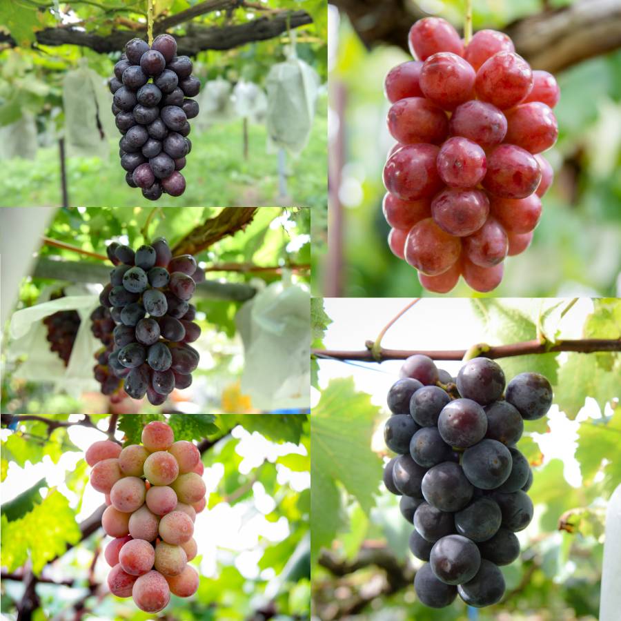 ＜マルモ秀果園＞シャインマスカットと旬のぶどう（品種お任せ）　2房ぶどう2房、合計1.2kg