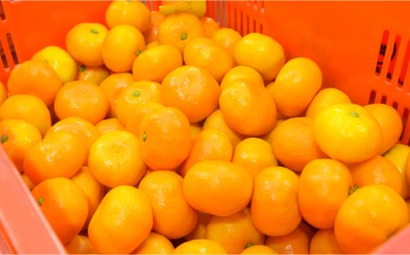 【2026年6月中旬〜発送】ハウス みかん 約2kg / みかん ミカン 蜜柑 果物 フルーツ 贈答用 化粧箱 / 南島原市 / 島原雲仙農業協同組合  東南部基幹センター [SAC003]