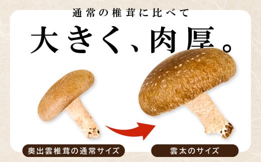 通常の椎茸に比べて大きく、肉厚。
普通の椎茸の約３倍の大きさ!!