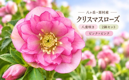 八ヶ岳・原村産　クリスマスローズ（八重咲き）2鉢セット 【ピンク×ピンク】 | クリスマスローズ 花苗 鉢植え 鉢花 信州 八ヶ岳 長野県 諏訪郡 原村