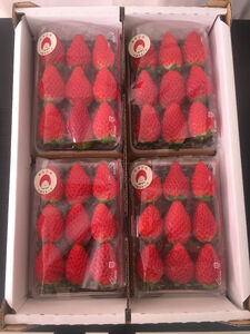 《2026年産先行予約》令和８年３月上旬配送分「西脇市産 佐藤果実工房のよつぼし」（約270g×４パック 約1,080g）【佐藤果実工房 全国いちご選手権銀賞受賞農園 TVで紹介!】（12-42）