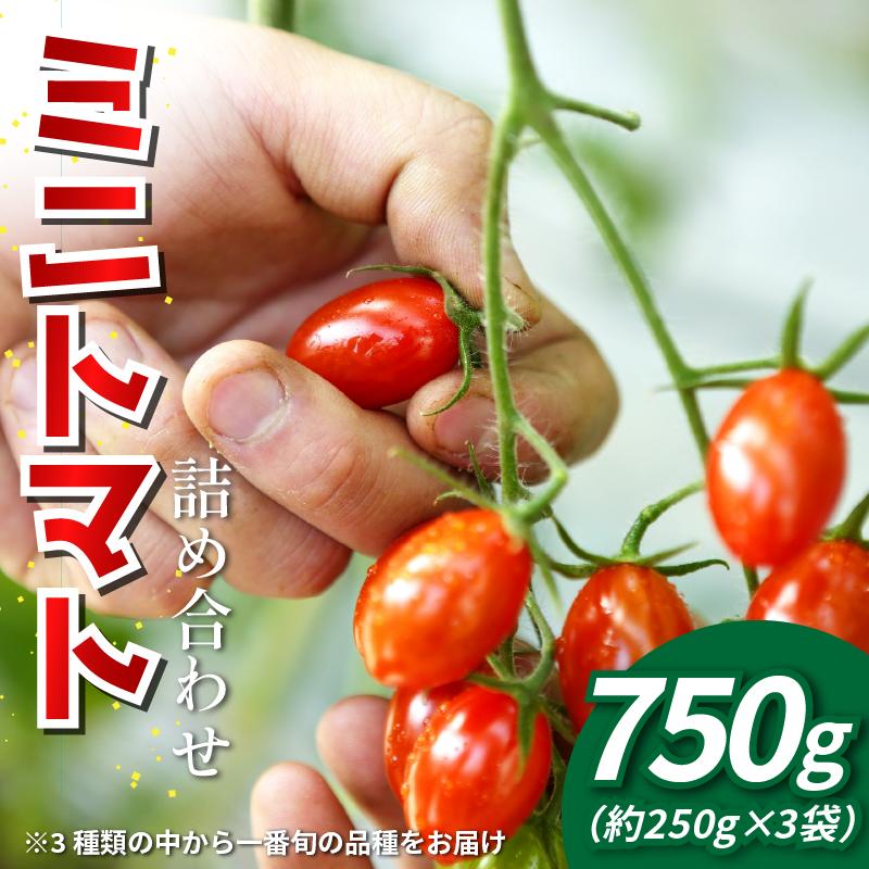 
            【先行予約】 トマト ミニトマト 750g （ 250g × 3袋 ） 小分け フランティーノ アマイマリー チコ 野菜 やさい トマト ジュース パスタ スパゲティー ソース サラダ ドレッシング サンドイッチ ハンバーガー ピザ カレー お取り寄せ グルメ 送料無料 徳島県 阿波市 ヴェリタス株式会社
          