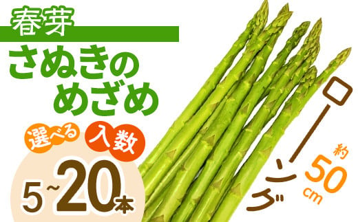 ＜期間限定！2024年2月下旬以降順次発送予定＞＜選べる本数＞春芽！ロング！約50cm！ アスパラガス さぬきのめざめ (20本入) ロングアスパラガス  【man097・man098・man099】