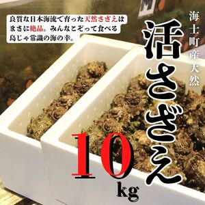 【8月下旬以降順次発送】島獲れ活さざえ10kgセット  冷蔵便 サザエ 栄螺 貝 海鮮 BBQ さざえご飯 壺焼き 刺身 バーベキュー ギフト お中元 御中元