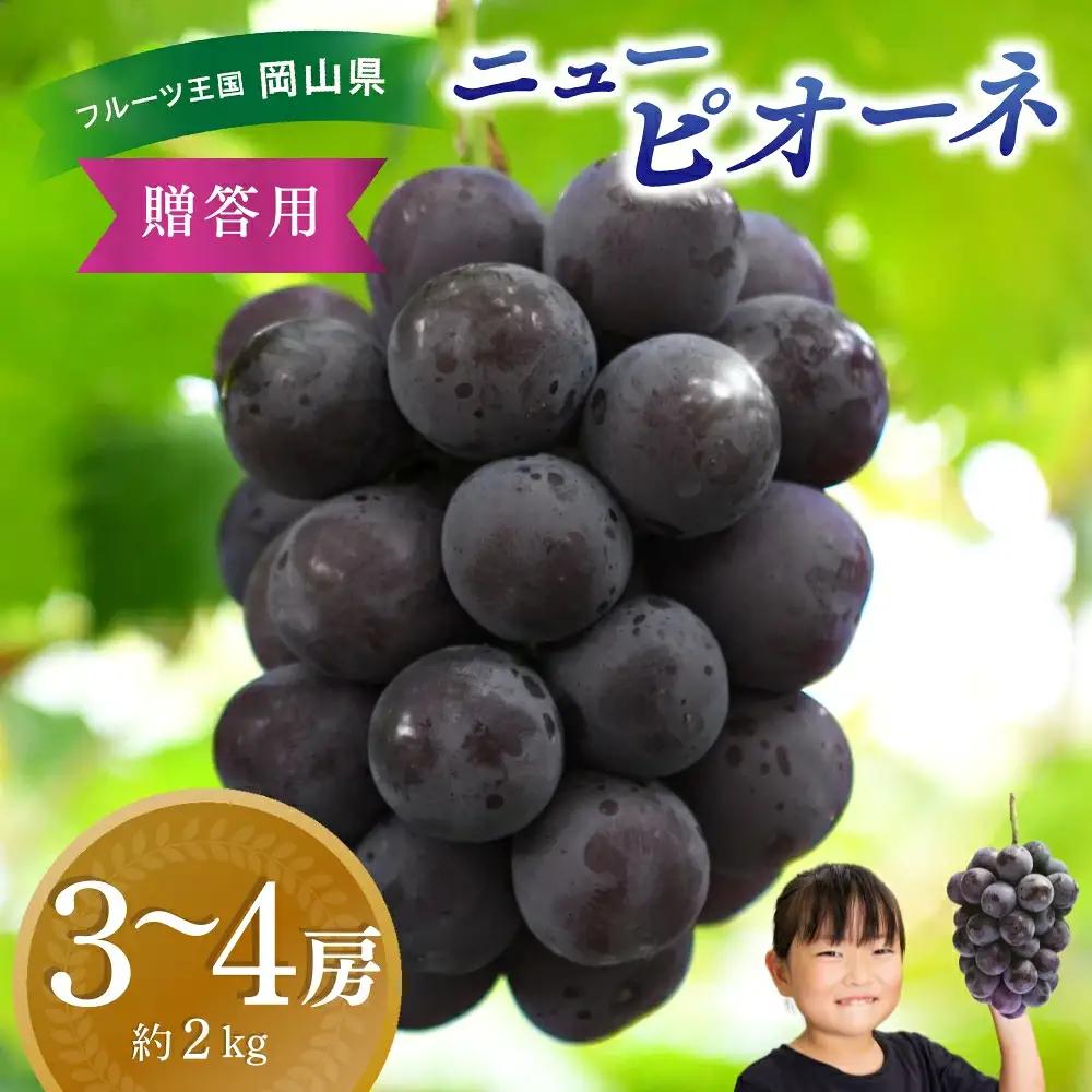 【2027年先行予約】岡山産ニューピオーネ 約2kg（3～4房） 種無し 除草剤不使用 ピオーネ 【hana006-04】