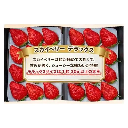 完熟朝摘みスカイベリー DX 800g 【2027年1月以降発送】ギフト 贈答| イチゴ 苺 果物  澳原いちご農園 栃木県 矢板市