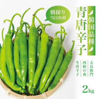 ふるさと納税 宮城県 【宮城県産】生青唐辛子2kgセット(500g×4袋)激辛韓国品種 西根の森|太良衛門