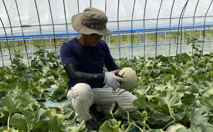 【2026年7～9月連続お届け】3品種 ふらの メロン 定期便 ≪計3玉≫ 北海道 富良野市 (高見農園) メロン フルーツ 果物 新鮮 甘い 贈り物 ギフト 道産 ジューシー おやつ ふらの ブラン