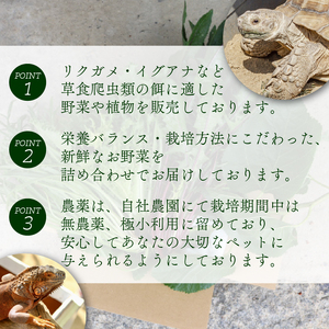 【爬虫類用】【定期便3回】 季節の葉っぱ詰め合わせ セット 約 600g 60サイズ ( 定期便 3カ月 草食 雑食 爬虫類 動物 ペットフード ペット リクガメ カメ イグアナ ごはん ご飯 おやつ