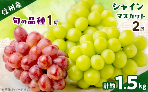 
            ＜信州産ぶどう3房セット＞ シャインマスカット2房・旬の品種1房(約500g×3房)【1221645】
          