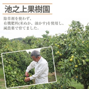 【先行予約】＼数量・期間限定／池之上果樹園 の はるか（みかん）5㎏箱バラ詰め満杯～2026年1月上旬頃より順次発送予定！～ 果樹【A-1813H】