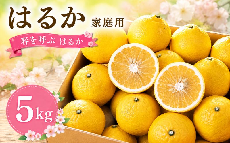 【2027年2月頃から順次発送】春を呼ぶ はるか 家庭用 5kg | みかん 5kg みかん 愛媛 みかん 松山 みかん 農家直送 家庭用 柑橘 愛媛 松山 北条 果物 フルーツ 産地直送 みかん 農園直送