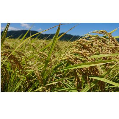 ふるさと納税 若狭町 有機JAS認証こしひかり　白米10kg