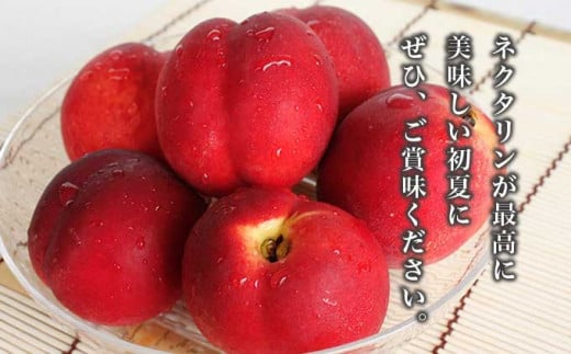 旬のネクタリン 約1.8kg 5～15玉 ［小布施屋］ 果物 フルーツ 桃 もも 長野県産 小布施 冷蔵便 クール便 産地直送 数量限定 送料無料 令和8年産 【2026年7月上旬～9月上旬発送】