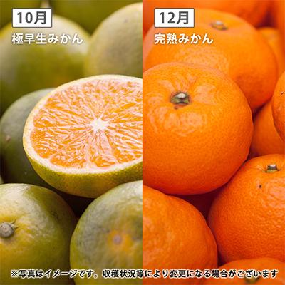 ふるさと納税 和歌山市 【発送月固定定期便】季節の柑橘定期便A【フルーツ定期便】【和歌山県有田】全4回 |  | 03