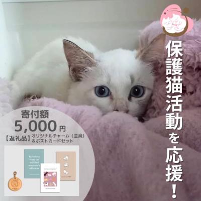 ふるさと納税 小郡市 保護猫活動を応援! ロゴチャーム(金具)&amp;ポストカード×3枚[No5354-0977]