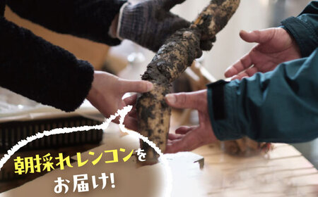 【9月より順次発送】 れんこん 4kg 蓮根 レンコン / レンコン兄弟[AECL003]