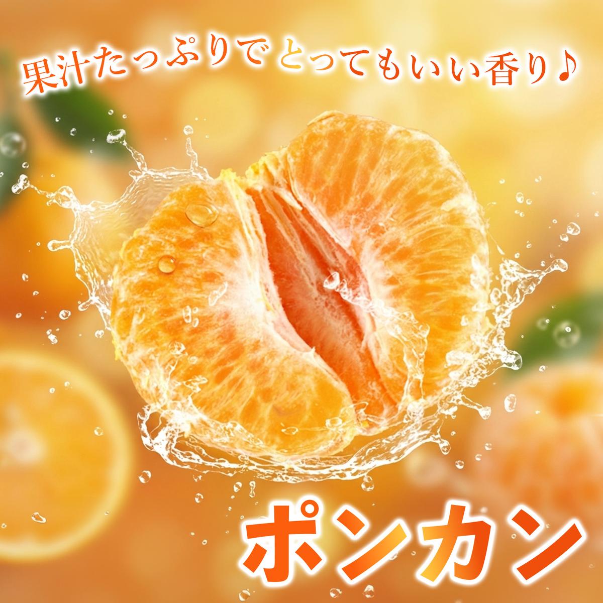 【2027年1月中旬より発送開始】ポンカン 10kg【みかん 柑橘 フルーツ デザート 貯蔵 高糖度】(H116147)