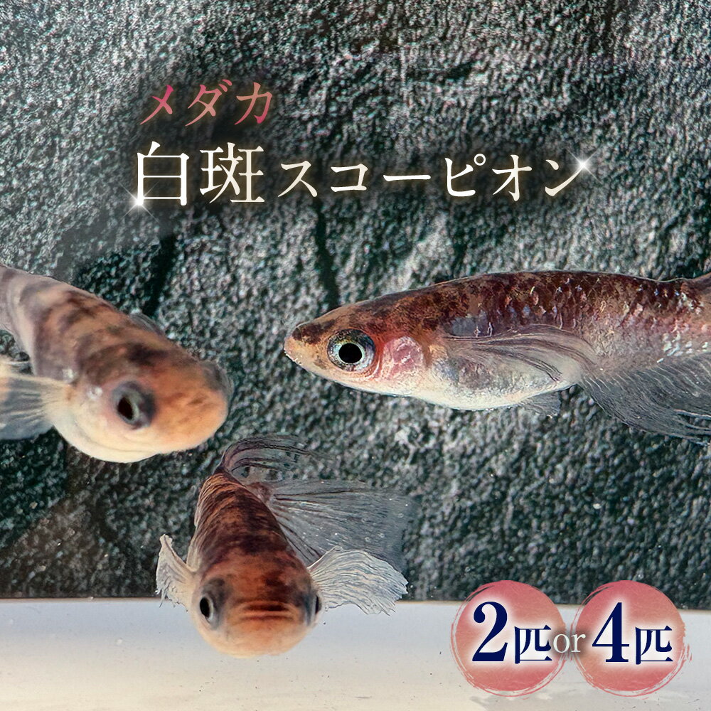 【ふるさと納税】＜選べる匹数＞メダカ【白斑スコーピオン】 1ペア 2匹 / 2ペア 4匹 生体 メダカ めだか 観賞魚 さかな 魚 飼育 ペット 山梨県 中央市 送料無料