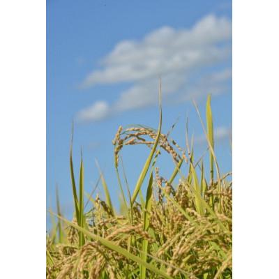 ふるさと納税 鷹栖町 令和7年産 ゆめぴりか【玄米】10kg(5kg×2)(真空パック) |  | 01