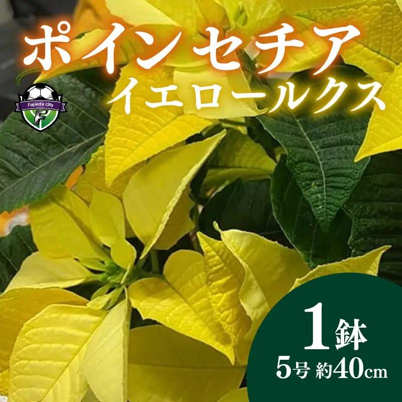 【 先行予約 ：2026年11月発送開始 】 花 ポインセチア イエロー  5号 クリスマス 花