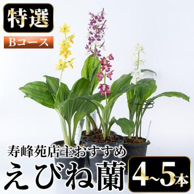 ふるさと納税 いちき串木野市 【個数限定】寿峰苑特選えびね蘭　店主おすすめ標準Bコース