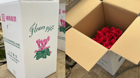 シクラメン 6号鉢 1鉢 鉢植 ギフト クリスマス プレゼント 鉢花 フラワーギフト おまかせ 贈答