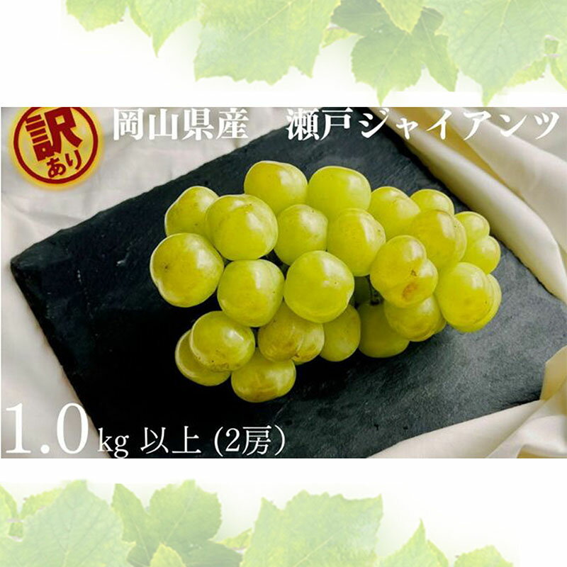 【ふるさと納税】訳あり 瀬戸ジャイアンツ 2房 合計1.0kg以上 産地直送 朝採れ ぶどう 葡萄 岡山 Kawahara Green Farm 岡山県産 2026年 先行予約　お届け：2026年9月11日〜2026年10月20日