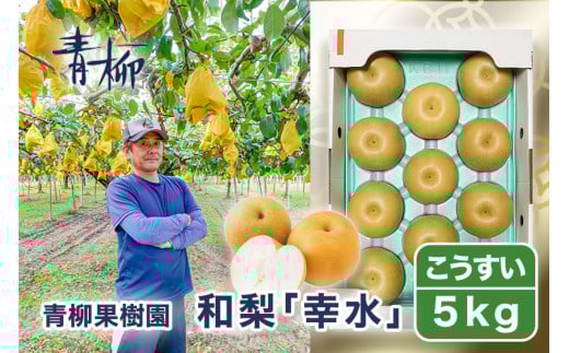 【2026年先行予約】青柳果樹園の和梨 幸水 5kg (10〜14玉) 《8月下旬～順次出荷》 果物 こうすい フルーツギフト 加茂市 青柳果樹園