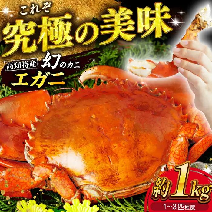 浦戸湾産 エガ二 1キロ前後 / カニ エガニ ワタリガニ カニ エガニ ワタリガニ かに えがに わたりがに 蟹  [ATAL001]