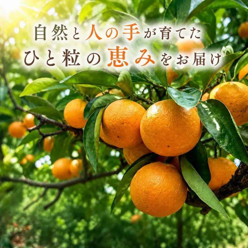 特選 ゆら早生 二級品 5kg / 和歌山 有田 広川 ゆら早生 早生みかん 柑橘 果物 くだもの ギフト フルーツ 果実 ※2026年10月下旬～11月中旬頃に順次発送予定【hkt003-c-5】