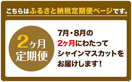 【先行予約】ぶどう 2ヶ月 定期便 シャインマスカット 晴王 1.4kg（2房） 岡山県産《7月上旬-8月末頃出荷》 ハレノフルーツ マスカット 送料無料 岡山県 浅口市 フルーツ 果物 国産 岡山県