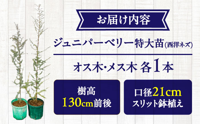 ジュニパーベリー特大苗(西洋ネズ)オス木・メス木セット Juniperus communis 樹高150cm前後 口径21cmスリット鉢植え【Herb＆Rose】 [BHCQ002]