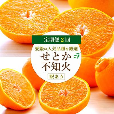 ふるさと納税 八幡浜市 【発送月固定定期便】愛媛の人気2品種を堪能!せとか・不知火食べ比べ【訳あり】【D25-202】全2回