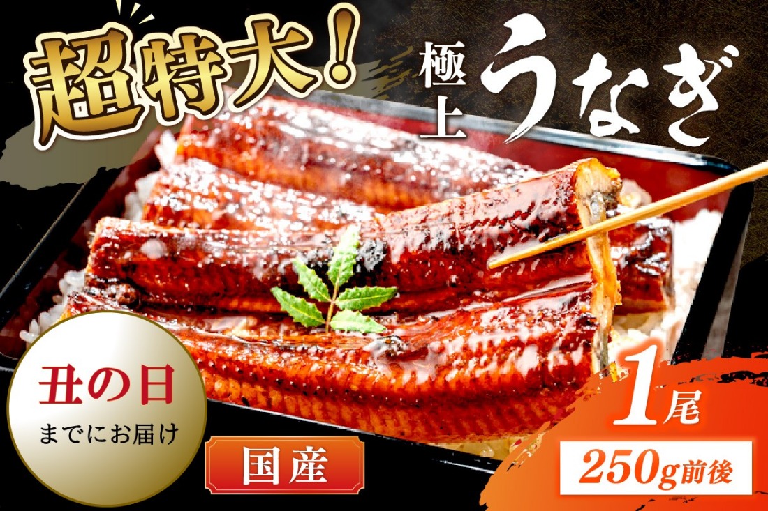 【7月18～20日配送】超特大！極上！国産うなぎ蒲焼 1尾 250g前後　YK00400_01
