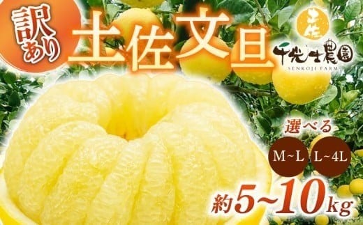 
            【早期予約 2026年2月上旬より順次発送】 土佐文旦 選べる容量 サイズ 約5kg 約10キロ M~4L 高知県産 柑橘 フルーツ 文旦 ぶんたん ブンタン 分担 果物 みかん 文旦 産地直送 高知県 安芸 安芸市 南国高知からの贈り物 HNT011
          