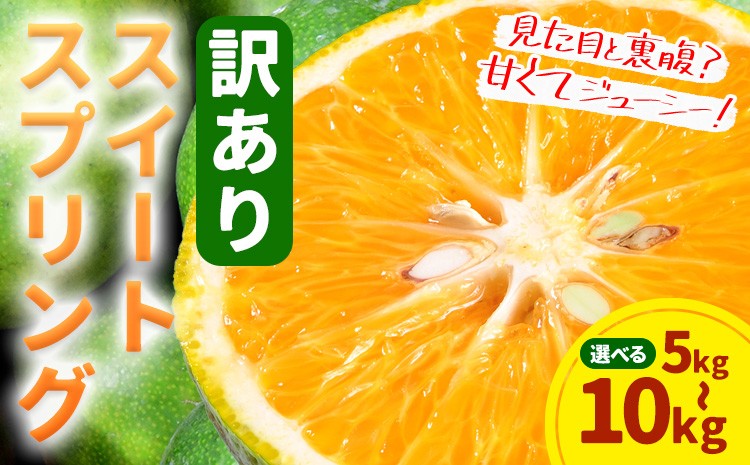 
            訳あり ご家庭用 スイートスプリング 約5kg 約10kg 　柑橘 かんきつ 果物 フルーツ 品種 生産者直送 産地直送 南国 潮風 天草 西海岸 苓北 都呂々 国産 九州 熊本県 送料無料《2025年12月上旬-2026年1月下旬頃出荷予定》
          