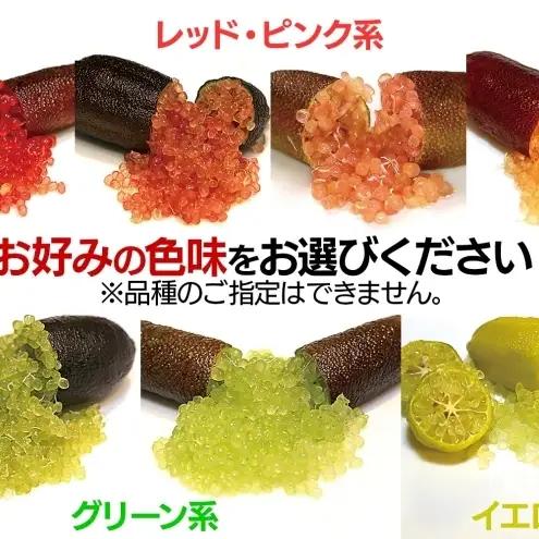 フィンガーライム 栽培体験セット 柑橘 フルーツ 苗 栽培セット 植木鉢 家庭菜園 ガーデニング ワクワクプラント 食育 植育 初心者 植替え済 AIサポート マニュアル付き 体験 神奈川県 逗子市 
