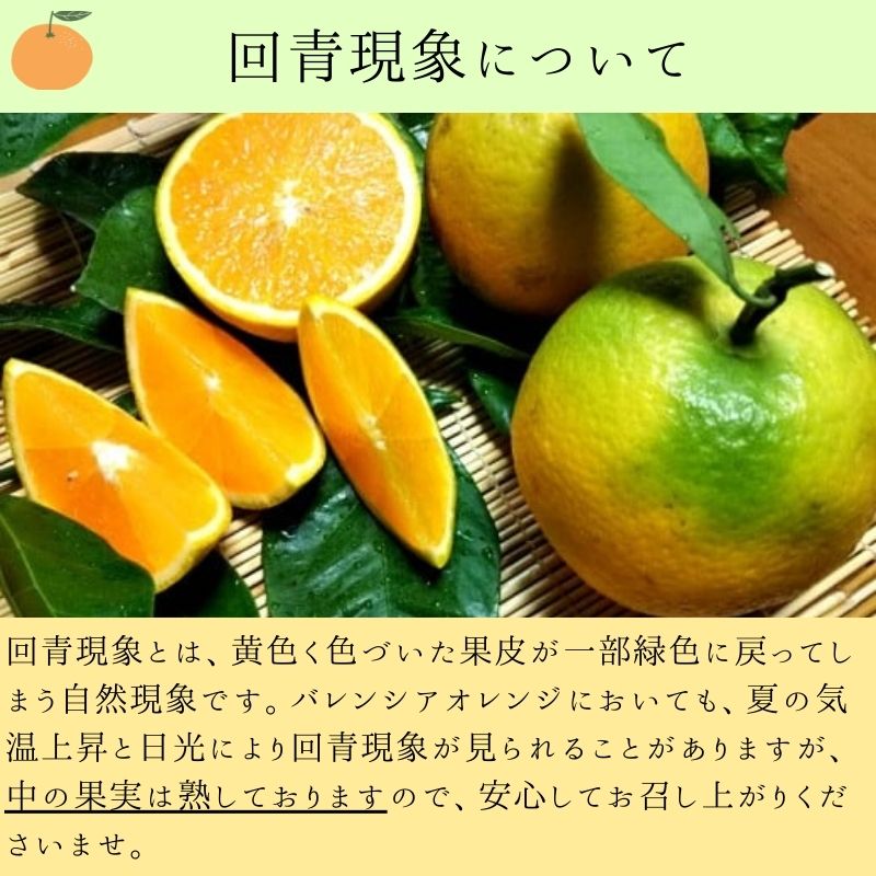 有田市のバレンシアオレンジ（５kg）(A212-1)