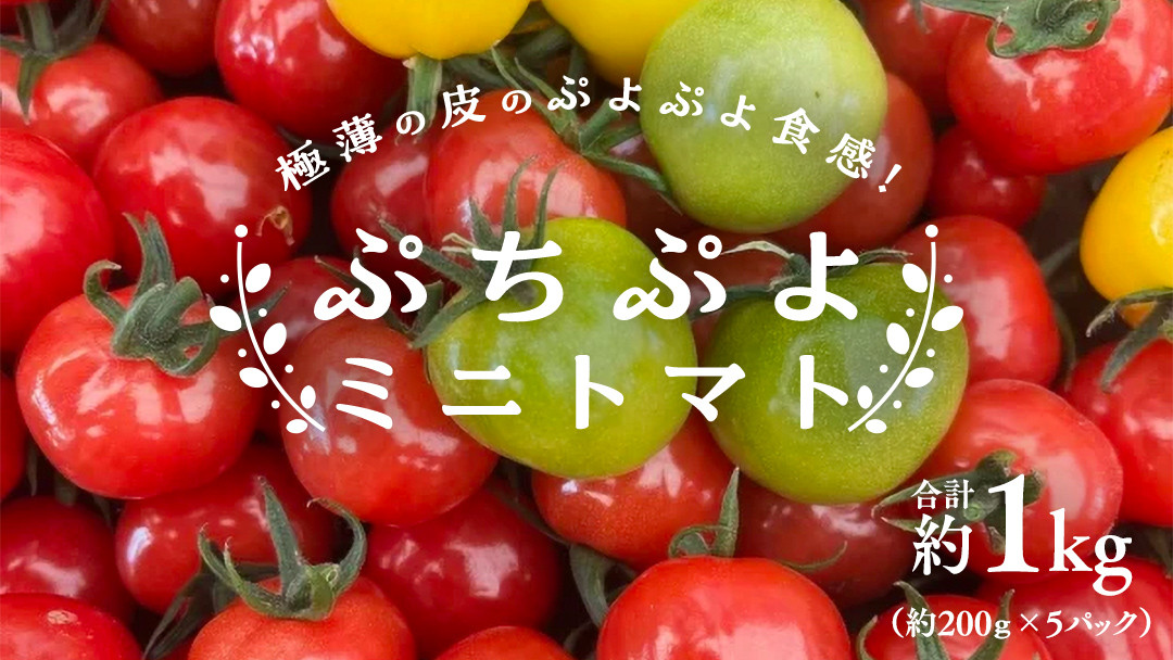 
                  プチぷよ ミニトマト 合計 約1kg （約200g × 5パック） トマト ミニトマト プチぷよ 新鮮 美味しい 野菜
                
