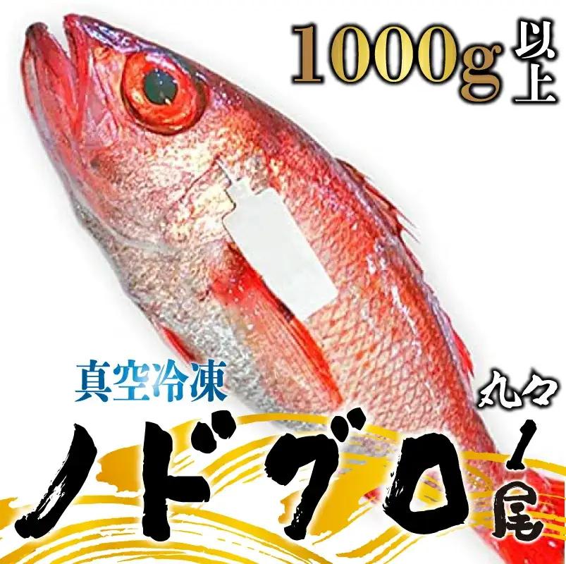 朝どれのどぐろ 約1000g以上 のどぐろのどぐろのどぐろのどぐろのどぐろ uomizushima009
