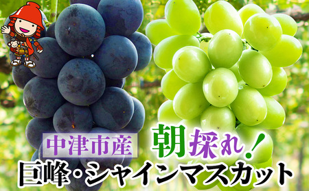 【数量・期間限定】 中津産の巨峰とシャインマスカット中野観光ぶどう園 | 果物 フルーツ くだもの ぶどう ブドウ 葡萄 シャインマスカット マスカット 巨峰 大分県 中津市