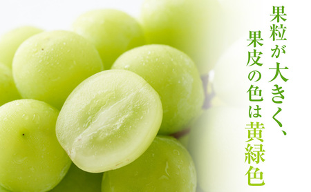 【2026年 先行予約】【訳あり品】シャインマスカット 4～5房 合計約2kg 冷蔵配送 ぶどう 葡萄 フルーツ 果物 岡山 岡山のぶどう 岡山の果物 食後 デザート 産地直送 大粒 皮ごと 種無し 