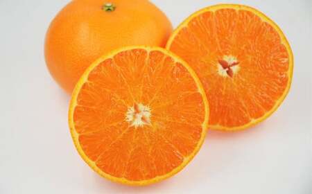 せとか 4L～Lサイズ みかん 蜜柑 柑橘 果物 くだもの フルーツ 【2026年2月下旬～2026年3月下旬発送予定】(521-1)