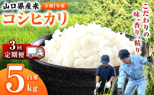 【 定期便 】 令和7年産 山口県産米 コシヒカリ 5kg 3回 ｜ 令和7年産 こしひかり 山口県産米 こめ お米 コメ 白米 精米 ごはん ご飯 瀬戸内 山口県 平生町 5kg